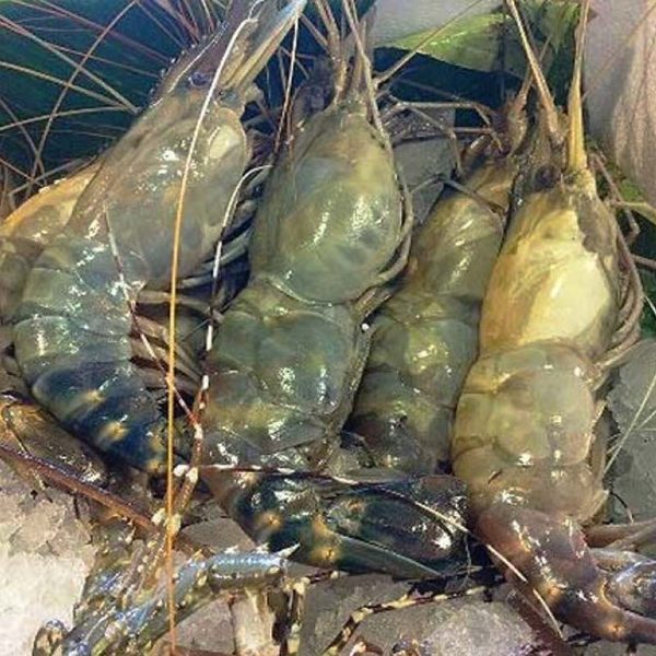 Bagda Chingri 2kg