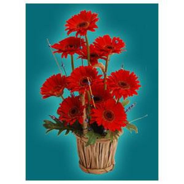 Gerbera
