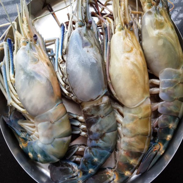 Lobstar (galda)2 kg