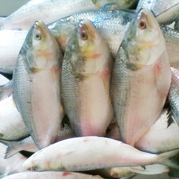 Hilsa 1 KG