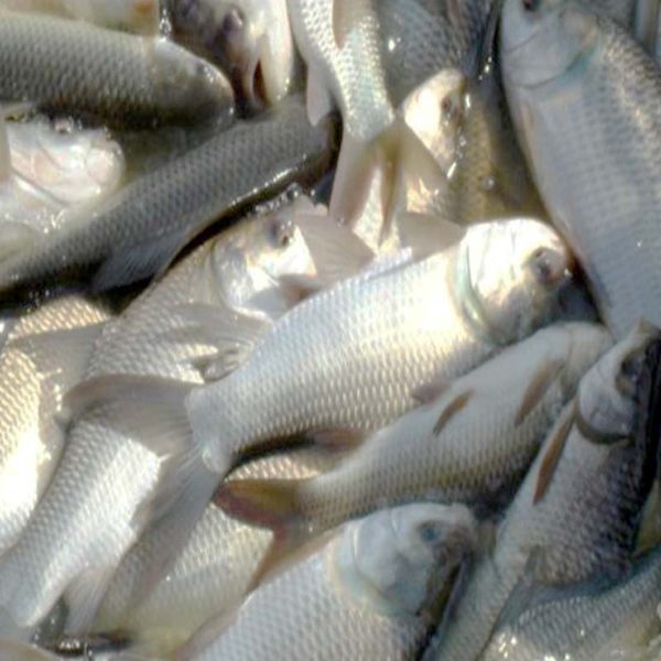 Katla 2 KG