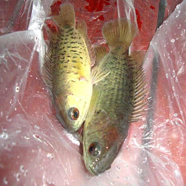 Koi 1 KG