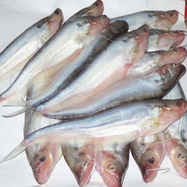 Pabda 1 KG