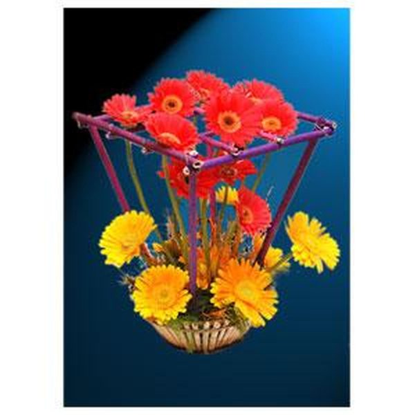 Pink and Yellow Gerbera