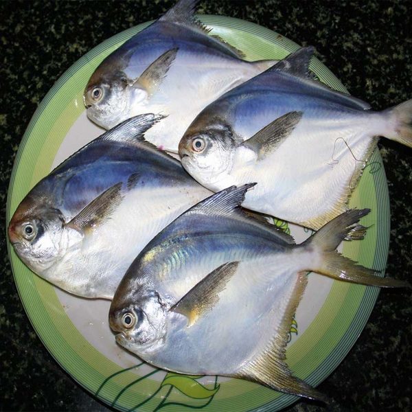 Pomfret 2 KG
