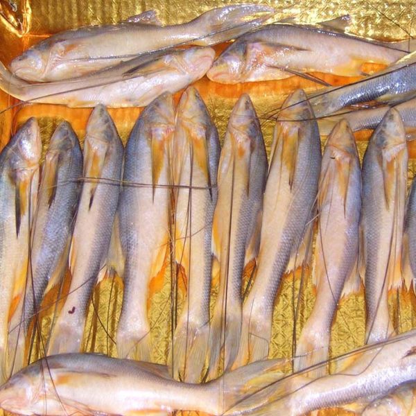 Topse 1 KG